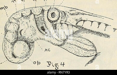 . Anatomischer Anzeiger. Anatomie, Vergleichende. ? 175&gt;^w* Y&gt; 9n'° CV^ J. oa'...y.TV-Bild. 4. Leiter der Embryo von Squalus acanthias irgendwann nach der Schließung der Neuralrinne, der Anterioren Zubehör lwl Vesikel an A. OP 1 gezeigt. Die seitliche Augen, und wir haben hier nicht die Frage von externen Ähnlichkeiten aber von Modus des Ursprungs zu entscheiden. Es sollte sich in Erinnerung rufen, dass die Zubehör-bared Optic vesikel wie die wichtigsten entstehen, haben die gleiche histologische Struktur und vorhanden sind, aus der Zeit, als die Neuralplatte ist breit ausgebaut. Ich habe verfolgen Sie Schritt für Schritt von ihrem Ohr Stockfoto