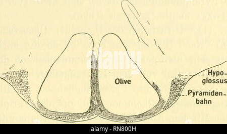 . Anatomischer Anzeiger. Anatomie, Vergleichende; Anatomie, Vergleichende. 283 Wurzel; vereinzelte Fasern finden sich ventral von den Oliven in der Höhle Sie Umgrenzenden, in der Schnittebene verlaufenden Fasern. (Fibrae arcuatae?). Hypo-glossus^p [. Pyramide en-bahn PyramidenFasern Abb. 3.. Bitte beachten Sie, dass diese Bilder sind von der gescannten Seite Bilder, die digital für die Lesbarkeit verbessert haben mögen - Färbung und Aussehen dieser Abbildungen können nicht perfekt dem Original ähneln. extrahiert. Anatomische Gesellschaft. Jena: G. Fischer Stockfoto