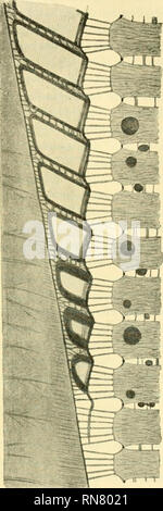 . Anatomischer Anzeiger. Anatomie, Vergleichende; Anatomie, Vergleichende. 231 Sätze" dieselben Büschel - bzw. Revell-artigen Bündel von feinen Zellfort-Ausgaben, sterben wir oft Anfang eine sehen. In jenen Stadien, um die es sich da bisher handelte, waren auch alle Teile des Gewebes; entweder, protoplasmatisch, protoplasmatisch" im engeren Sinne des Wortes oder, Exo - plasmatisch". Es handelte sich um die Körper der Zellen, dann um ihre Fortsätze und schließlich um die quer zu diesen entstehende,, Membrana praeformativa", sterben Menschen ohne weite-res als eine Schicht,, extrazellulären Pro Stockfoto