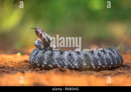 Männliche der Spitzzange viper Vipera ammodytes in Kroatien Stockfoto