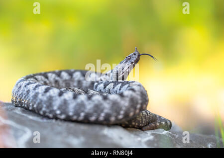 Männliche der Spitzzange viper Vipera ammodytes in Kroatien Stockfoto