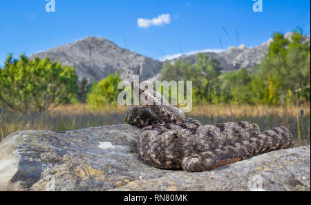 Männliche der Spitzzange viper Vipera ammodytes in Kroatien Stockfoto