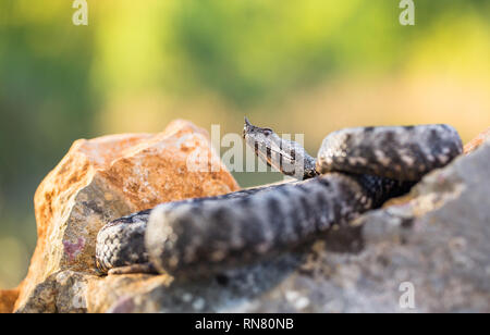 Männliche der Spitzzange viper Vipera ammodytes in Kroatien Stockfoto