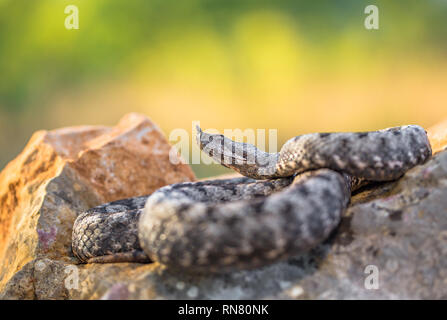 Männliche der Spitzzange viper Vipera ammodytes in Kroatien Stockfoto