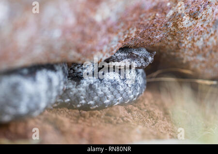 Männliche der Spitzzange viper Vipera ammodytes in Kroatien Stockfoto