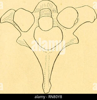 . Anatomischer Anzeiger. Anatomie, Vergleichende; Anatomie, Vergleichende. 78 erheblich / Dorsalen ab und von der Brustwirbelsäule scheidet sie sich ziemlich scharf durch eine starke dorsalwärts Abbiegung. Auch bei den Pavianen wird der recht ansehnliche, ziemlich lange Dornfortsatz des Epistropheus ausschließlieh durch eine sagittale stehende Knochenplatte von mittlerer Höhe dargestellt (Abb. 16). Ihr oberer SSand bildet keine nennenswerte cranialer Yorragung in Rich-tung. Die abgerundete Spitze entweder DP / hinten sieht oder sie ist bald mehr, bald weniger / kaudale umgebogen (Abb. 17). Stockfoto