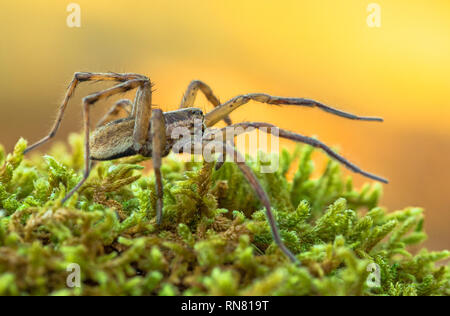 Wolf Spider Hogna radiata in Paklenica Kroatien Stockfoto