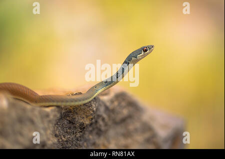 Dahls peitsche Schlange Platyceps najadum in Paklenica Kroatien Stockfoto