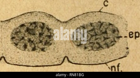 . Anatomischer Anzeiger. Anatomie, Vergleichende; Anatomie, Vergleichende. - Fez.. Abb. 7. Abb. 6. Abb. 8. Abb. 6. Epithelschicht mit Nervenfasern. Tor-pedo Ocellata. BiELSCHowsxY'sche Färbung. nf Nervenfasern, Fez Epithelzellen. Abb. 7. Nervenfasern in der Wand des Taucher - tikels von Torpedo Ocellata. BiEi.scHowsKY che Färbung, nf Nervenfasern, Fez Epithelzellen. Abb. 8. Nervenendigung im Epithel von Tor-pedo Ocellata. BiELscHOwsKY'sche Färbung. nf Nervenfasern, Fez Epithelzellen, c Kutikula. Sterben LoKENZiNi'schen Ampullen werden durch den Ramus buccalis des Nervus trigeminus innerviert. In jede Amp Stockfoto