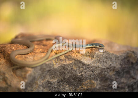 Dahls peitsche Schlange Platyceps najadum in Paklenica Kroatien Stockfoto