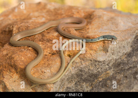 Dahls peitsche Schlange Platyceps najadum in Paklenica Kroatien Stockfoto