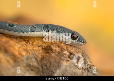 Dahls peitsche Schlange Platyceps najadum in Paklenica Kroatien Stockfoto