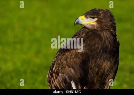 Nahaufnahme Kopf und Schultern eines Nachzuchten Steppe Eagle (Aquila nipalensis) Raubvogel in England, Großbritannien Stockfoto