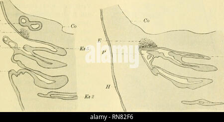 . Anatomischer Anzeiger. Anatomie, Vergleichende; Anatomie, Vergleichende. 581 sterben Extremitätenalllagen werdener sehr früh gebildet. Braus^) (s. 165) gibt an, daß die erste Andeutung der Vorderbeine bei Embryonen hervortritt, deren Deckel über den Kiemenapparat hinübergewachsen ist. Ich finde sie, wenn auch undeutlich, schon etwas früher (Abb. 1 E). In diesem Bild, welches Horizontal - schnitt durch eine Dove mit bereits äußerlich sichtbaren Kiemen darstellt, sieht man der Vorniere eine tiefe Einsenkung der Körper-oberfläche, da man nicht die hinterste (5.) Kiemenspalte entsteht. Kaudal von di Stockfoto