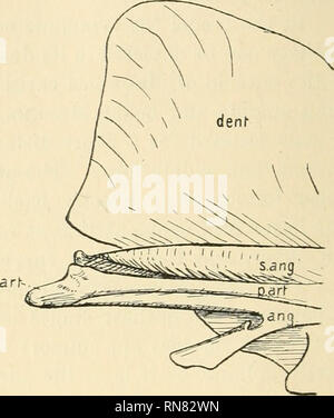 . Anatomischer Anzeiger. Anatomie, Vergleichende; Anatomie, Vergleichende. Abb. 3. Abb. 4. Abb. 3. Externe Ansicht von posterioren Teil des Unterkiefers in der Cynodont. ang. eckig; Art. Gelenk; Dent, dentary. Abb. 4. Innenansicht der gleichen. Schriftzug ein § Abb. 3. ^. arf.. pre-Artikuläre. s. ang. surangular. Watson hat eine Besonderheit des therapsid Kiefer, in der die kantige Knochen ist immer mehr oder weniger tief eingekerbte beschrieben, die Entwicklung der Kerbe in der speziellere Formen produ-cing gespaltener Zustand. Von den offensichtlichen Korrespondenz in Position und Form dieser Knochen in der Cynodont t Stockfoto