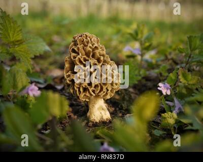 Frische Morcheln, Morchella esculenta, hoch von Köchen und Enthusiasten auf der ganzen Welt für ihre wunderbaren nussigen Geschmack geschätzt. Stockfoto