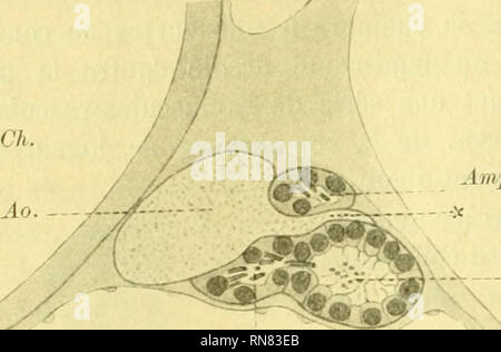 . Anatomischer Anzeiger. Anatomie, Vergleichende; Anatomie, Vergleichende. 574. Amp. Sol. C.H. ein Tierarzt. Amp. Sol.^ Abb. 7a. /I'Ampulle. La Abb. 7a Montre, sous Textr^ Milbe anterieure de I'am-Poule (4 MP. ÄoZ. 2), rextr 6 Milbe Pfosten 6 rieure d'une autre Ampulle (Amp. SoU) plus Ant6rieure: le Rameau vasculaire (*) passe Entre les Deux. C'est probablement dans la charabre, puis dans la Serie de Cham-Brettes ou Ampullen ä solenocytes, qu'il faut chercher mez Etroit pro-longement de la Cavite du corps engainant Le nephridium, nicht Hut - BAKKER adraet I' Existenz (84, S. 519). vanWijhe COl, S. 31) de nie la r6 alit Stockfoto