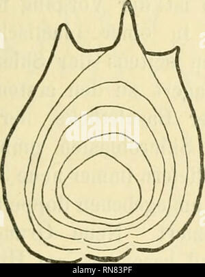 . Anatomischer Anzeiger. Anatomie, Vergleichende; Anatomie, Vergleichende. Abb. 11.. Bitte beachten Sie, dass diese Bilder sind von der gescannten Seite Bilder, die digital für die Lesbarkeit verbessert haben mögen - Färbung und Aussehen dieser Abbildungen können nicht perfekt dem Original ähneln. extrahiert. Anatomische Gesellschaft. Jena: G. Fischer Stockfoto