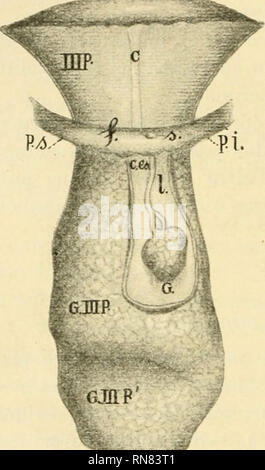 . Anatomischer Anzeiger. Anatomie, Vergleichende; Anatomie, Vergleichende. 124 Posizione. Bi trova Id rappurto con la faccia della mediale glandola della III palpebra, riveste poizione che la cartilagine, Presso il niargine Inferiore, Dalla quale Resta pero separata Mediante uno Strato di connettivo, spesso ca. 1 mm. - Molto altro tessuto adiposo connet - Tivo la Teilen dalla faccia Superiore del Stütz piccolo obliquo. Forma. Si presenta irregolarmente fusiforme, eine superficie Lobata, diretta dall'zurück in Avanti.. Bitte beachten Sie, dass diese Bilder aus gescannten Seite Bilder, ha können extrahiert werden Stockfoto