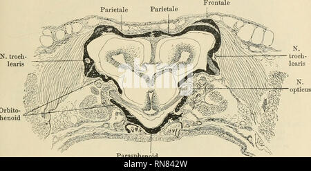 . Anatomischer Anzeiger. Anatomie, Vergleichende; Anatomie, Vergleichende. 403 Trochlearis den Schädelraum. In einem Falle, der ein jung umge-wandeltes Stufe betraf, fand ich rechts Durchtritt des Nerven durch die Naht zwischen Parietale und Orbitosphenoid, 5/6 links der Nerv der Frontale und Orbitosphenoid verlief. Das erklärt sich durch die genannten Lagebeziehungeu der Nummern-oper Deckknochen (Frontale und Parietale) zueinander und zu dem Orbitosphenoid. Wie sich das Parietale im hinteren Teil der Orbitotemporalregion mit thunfischwadenfänger lateralen Randpartie ventralwärts krümmt und in den Dorsalen-ran Stockfoto