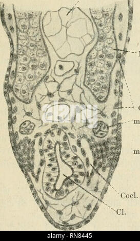 . Anatomischer Anzeiger. Anatomie, Vergleichende; Anatomie, Vergleichende. 59,9 Zeilen; es lässt sich hier in der Anlage keine deutliche Dififerenzierung der verschieden herstammenden Zellen unterscheiden i). Das Coriura-Blatt bildet Kahle das embryonale Bindegewebe und der Zusammenhang des Myotoms mit der Anlage (bei Kaulqu. = 7 mm) wird abgebrochen. Hier sind keine Scharfbegrenzten Muskelknospen vorhanden, sondern Sterben Myotome senden im Sterben mesenchymatöse Gliedraaßenanlage von-einander getrennte Muskulaturelemente; - Auch entsteht sterben Musku-latur der hinteren Extremitäten beim Frosche gleich dem EIN Stockfoto