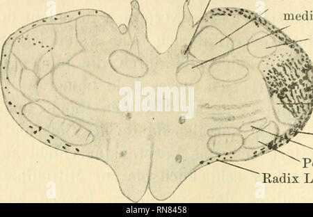 . Anatomischer Anzeiger. Anatomie, Vergleichende; Anatomie, Vergleichende. 312 aber keine Authorization. Kölliker konnte sowohl in entwickelungs- geschiciitlichem Wege als auch mit der thiel-Methode zahlreiche Fasern des Tractus opticus durch den Pes pendunculi in den lateralen Teil des Corpus Luysi verfolgen (Fasciculi perforautes). Er ließ es aber Taenia et Ganglion habenulae. Fasciculus retroflexus. // Dorsaler Thalamuskern. '^*'**'*^ medialer Thalamuskern. Corp. geniculat. med. ;, H ^-^ Ä-^ Nucl. Dors. Corp. gen. lat.. ^^t^VjS -^"^^-Vent. Corp. gen. lat. ''I-freibleibendes Feld. -- ^j^^^ --Tra Stockfoto