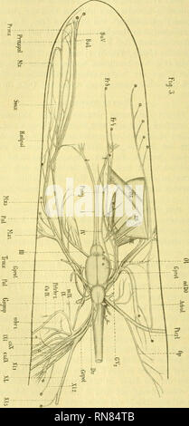 . Anatomischer Anzeiger. Anatomie, Vergleichende; Anatomie, Vergleichende. 452 sterben Nervi ciliares sind die ersten gemeinsamen Aeste, Sterben, vom Stamme der Portio major abstammen. Wie schon Stannius richtig o. Bitte beachten Sie, dass diese Bilder sind von der gescannten Seite Bilder, die digital für die Lesbarkeit verbessert haben mögen - Färbung und Aussehen dieser Abbildungen können nicht perfekt dem Original ähneln. extrahiert. Anatomische Gesellschaft. Jena: G. Fischer Stockfoto