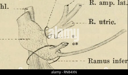 . Anatomischer Anzeiger. Anatomie, Vergleichende; Anatomie, Vergleichende. Ggl. Weste. Sup. "'?R??-N. utr. Amp. j £'§^i^} N. sacc.sup Ggl. Weste.inf. ^[JÄr^ Sacc. iltäi  i,*^ Ich N. sacc.inf. Wenn^H^a. Sup. Amp. lat. - Dot.cochl. Ggl. spir. •/^ Abb. 3. Frontalschnitt durch die Labyrinthregion eines Embryos von Semnopithecus maurns. Amp. lat. Ampulle lateralis. Ggl. Weste. Sup. Ganglion vestibuläre pars Superior. Gl. Weste.inf. Ganglion vestibuläre Pars unterlegen. Sonstige Bezeichnungen wie in Abb. 1 He. 2. Ramus superior E.. Amp. Sup. N. cochl. Ggl. Weste.. y' R Amp. Post. Ramus inferior i^Gg Stockfoto