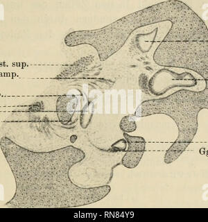 . Anatomischer Anzeiger. Anatomie, Vergleichende; Anatomie, Vergleichende. 639 dm außer derselben Konfiguration Ramulus saccularis minderwertig noch, wie bei einer Reihe von NichtSäugern, ein Ramulus saccularis Superior vorkommt. '-------^. Ggl. Weste. Sup. "'?R??-N. utr. Amp. j £'§^i^} N. sacc.sup Ggl. Weste.inf. ^[JÄr^ Sacc. iltäi  i,*^ Ich N. sacc.inf. Wenn^H^a. Sup. Amp. lat. - Dot.cochl. Ggl. spir. •/^ Abb. 3. Frontalschnitt durch die Labyrinthregion eines Embryos von Semnopithecus maurns. Amp. lat. Ampulle lateralis. Ggl. Weste. Sup. Ganglion vestibuläre pars Superior. Gl. Weste.inf. Ganglion ve Stockfoto