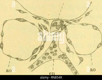 . Anatomischer Anzeiger. Anatomie, Vergleichende; Anatomie, Vergleichende. 420. Abb. 13. 10 mm Embryo. Vor der zweiten branchial Cleft. X'^^^ • ao paarigen Aorta dorsalis. In einigen Embryonen dieser Größe die Band gefunden ungebrochen eines viel größeren Höhe als in diesem. Vergleich der Gesamtheit der 10 mm Embryonen stellt die Tatsache, daß die Punkte, an denen die Band beginnt seine Degeneration sind Sub-jekt zu viel Variation in Position, und nirgendwo gibt es einen Vorschlag von metamerie. Die Band ist die homologe mit dem hypoblastic Teleosts einklappen, erstreckt sich auf die gesamte Region und ein littl Branchial Stockfoto