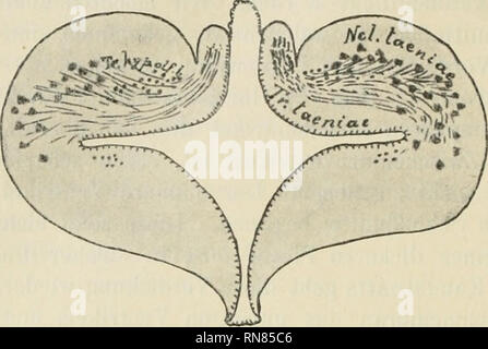 . Anatomischer Anzeiger. Anatomie, Vergleichende; Anatomie, Vergleichende. 498. Abb. 2. Frontalschnitt durch das Vorderhirn von Petromyzon. Praethalamus in die Ganglien habenulae. Von den anderen Faser - systeraen des Vorderhirnes wird hier vorläufig nicht die Rede sein. Obenstehende Figuren geben ein Bild dieses Verhaltens. Der Ur-sprung der Taenia (Trac-tus olfacto - habenularis) und ihr Verlauf ist dort wiedergegeben (Abb. 2). Der Nachdruck sei darauf gelegt: 1) daß der obere Teil der Vorderhirnwand nach innen umgeschlagen ist, so daß man einen supra-ventrikulären und einen Subventrikulären Ab- Stockfoto