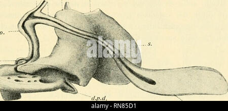 . Anatomischer Anzeiger. Anatomie, Vergleichende; Anatomie, Vergleichende. 169 una Länge di circa Ft. 214,50 e Ana larghezza di z.b. 78; Lo spessore della Parete e di Fi. 27,30. Nel duodeno possiamo distinguere Tre porzioni: 1". porzione che una iniziale assai Brevis segue iramediatamente Alio stomaco disposta orizzontalmente e Rivolta obliquamente a Destra e dorsalmente, 2 "una porzione Verticale o discendente con Direzione cranio - Caudale; 3 "una Terza porzione dorsalmente medialraente orizzontale diretta e. Questa porzione si Kontinuen, ripiegandosi caudalmente in raodo Abbastanza Stockfoto