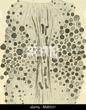 . Anatomischer Anzeiger. Anatomie, Vergleichende; Anatomie, Vergleichende. ^ 78 Bild. 57 unserer Tomopteris-Arbeit klar hervor. Zugfasern, sterben sterben Chromosomen mit den Zentren verbinden, haben wir in of this Teilung nicht beobachtet. Die Trennung der Komponenten der Doppelchromosomen Bürsten zu Recht verschiedener Zeit statt. Manchmal ist sie noch nicht voll-zogen, wenn die Spindel sich schnell zu einem Sterben Oberfläche des Eies gerückt ist (Abb. 13), 5/6 Mensch andererseits völlig getrennte Chromosomen in solchen Spindeln finden kann, die ihre ursprüngliche Lage in der Mitte des Eies noch nicht verlassen haben. Sterben Stockfoto