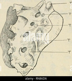 . Anatomischer Anzeiger. Anatomie, Vergleichende; Anatomie, Vergleichende. 420. in Abbildung 4 zu sehen. Jede tuberosity wird dann durch die Fusion von vier Epiphysen viz gebildet, zwei "Quer" - epiphysen der vierten und fünften - und zwei "costal" - jene der dritten und vierten - und das Komma-förmige Massen können oft in der Erwachsenen Form, wie im Bild zu sehen. 6. Epiphysen der mam-millary Prozesse: Im ersten Sakralwirbel jedes Mam miliare Prozess wird durch Epiphyse, die auch auf dem 18. Jahr entwickelt wird gebildet. Abb. 6. Ein erwachsener sacrum von der rechten Seite und hinten. Beachten Sie, dass die tr Stockfoto