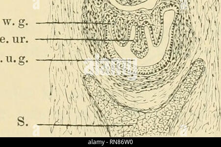 . Anatomischer Anzeiger. Anatomie, Vergleichende; Anatomie, Vergleichende. r. ur. s. xi. g mit einem nach unten konvexen Bogen ventralwärts um und fassen dabei das Rektum bei sich. Your Orificien liegen an den spät-ralen Ecken der hinteren Wand des Urogenitalsinus (Abb. 1 tv. g), seitlich von jenen der Ureteren (Abb. 1e. ur.) Sterben MüLLERSchen Gänge sind noch unvollständig entwickelt. Der, Abb. 1. Einmündungen von Wolff-schen Gängen und Ureteren in der Höhle Sinus uro-Genitalis. Dasynrus viverrinus (J, 19, G mm. Vergr. 60. r Rektum, ur Harnleiter, W. G. Ein-mündungssteile des WoLFFschen Ganges. e. tir. Einm Stockfoto