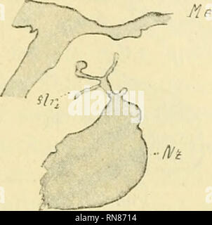 . Anatomischer Anzeiger. Anatomie, Vergleichende; Anatomie, Vergleichende. Abb. 56. Abb. S "Abb. 58. Ss/e Abb. 59. II'?. Bitte beachten Sie, dass diese Bilder sind von der gescannten Seite Bilder, die digital für die Lesbarkeit verbessert haben mögen - Färbung und Aussehen dieser Abbildungen können nicht perfekt dem Original ähneln. extrahiert. Anatomische Gesellschaft. Jena: G. Fischer Stockfoto