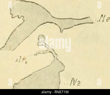 . Anatomischer Anzeiger. Anatomie, Vergleichende; Anatomie, Vergleichende. Abb. 56. Abb. S "Abb. 58. Ss/e Abb. 59. II'?. Bitte beachten Sie, dass diese Bilder sind von der gescannten Seite Bilder, die digital für die Lesbarkeit verbessert haben mögen - Färbung und Aussehen dieser Abbildungen können nicht perfekt dem Original ähneln. extrahiert. Anatomische Gesellschaft. Jena: G. Fischer Stockfoto