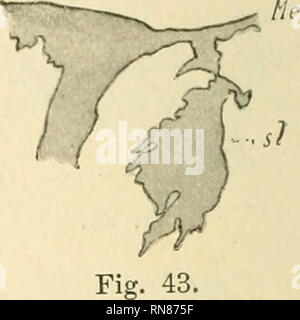 . Anatomischer Anzeiger. Anatomie, Vergleichende; Anatomie, Vergleichende. "V:-I' Mich???d Abb. 46.. Bitte beachten Sie, dass diese Bilder sind von der gescannten Seite Bilder, die digital für die Lesbarkeit verbessert haben mögen - Färbung und Aussehen dieser Abbildungen können nicht perfekt dem Original ähneln. extrahiert. Anatomische Gesellschaft. Jena: G. Fischer Stockfoto