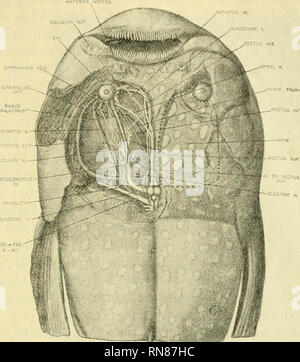 . Anatomischer Anzeiger. Anatomie, Vergleichende; Anatomie, Vergleichende. 403 Die elektrische Orgel die Halsschlagader craniad läuft unter dem Augapfel und zwischen den beiden schrägen Augenmuskeln. Die Anordnung der Adern in das elektrische Organ könnte nicht mit hinreichender Sicherheit getroffen werden. Allerdings ist eine große Vene beobachtet wurde die Orgel direkt ventral der en-trance der Elek- tric Nerv zu verlassen. Diese Ader war wahrscheinlich Abb. 13. Dorsale Ansicht der "Leiter der Astrosco-pus y-graecuni mit der elektrischen Orgel, Nerven, Gefäße etc. auf der linken Seite seziert. Lage und Ausmaß der elektrischen Orgel Stockfoto