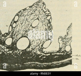 . Anatomischer Anzeiger. Anatomie, Vergleichende; Anatomie, Vergleichende. 312 Beobachtung auch mit Maas' Erfahrungen über Myxine glutinosa übereinstimmt. Eine genauere Beschreibung aller schon gewonnenen Resultate fällt außerhalb des Rahmens of this vorläufigen Mitteilung, in welcher nur einzelne Andeutungen Platz finden können. Sterben Darmserosa ergibt sich bei vielen Fischen als eine mehr oder weniger verdickte Membran, welche in Trypsin unlösbar bleibt. So sitzt This werden Membran, welche bei Pleuronectes gut ausgebildet ist, bei Exocorus volans eine Dicke, welche gut der halben längsverlaufenden Muske Stockfoto
