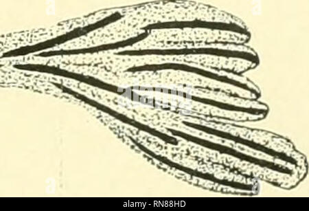 . Anatomischer Anzeiger. Anatomie, Vergleichende; Anatomie, Vergleichende. Anatomischer Ä 7 ixeiger. Bd. 1, Bl. XXXIV. Taf. X 16 21 1? ^^?" - "fr ff 17 18? ^^nis 23 19 20^ir^n " ' 24 22 25 26 29 30 31 28 32: ^35. 34 M.F, Guyer. Verlag; von Gustav Fischer Jena.. Bitte beachten Sie, dass diese Bilder sind von der gescannten Seite Bilder, die digital für die Lesbarkeit verbessert haben mögen - Färbung und Aussehen dieser Abbildungen können nicht perfekt dem Original ähneln. extrahiert. Anatomische Gesellschaft. Jena: G. Fischer Stockfoto