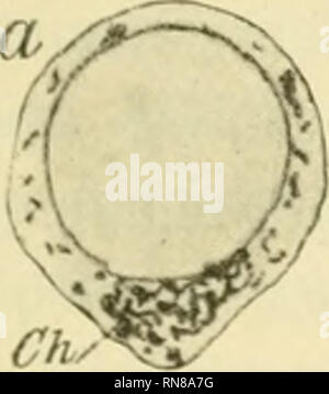 . Anatomischer Anzeiger. Anatomie, Vergleichende; Anatomie, Vergleichende. 255 sterben, welche Schlüsse aus den bis jetzt geschilderten Tatsachen zu ziehen sind, sind folgende: 1) Entstehung der Chromidien immers Chf Sterben.. Bitte beachten Sie, dass diese Bilder sind von der gescannten Seite Bilder, die digital für die Lesbarkeit verbessert haben mögen - Färbung und Aussehen dieser Abbildungen können nicht perfekt dem Original ähneln. extrahiert. Anatomische Gesellschaft. Jena: G. Fischer Stockfoto