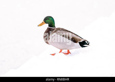 Drake mallard auf einem schneebedeckten Boden Stockfoto