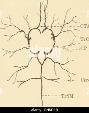 . Anatomischer Anzeiger. Anatomie, Vergleichende; Anatomie, Vergleichende. 206 CT eine fällige Sopra ricordati: corrisponde anderem cerebellare anteriore osservata Negli animali precedentemente descritti. Dal tronco basilare Si- nano Le cerebellari nachträglichen, una Pro ciascun Lato, che irrorano da alleinige La faccia inferiore del cervelletto. II tronco spinale Mediano e la continuazione Zurück del tronco basilare. NellMnsieme risalta lo Sviluppo quasi Triplo della Sezione anteriore del Poligono arterioso in rapporto anderem Sezione posteriore. T o p o (Mus Decumanus, vedi Abb. 18). In den Cinque Cast le zerebrale Stockfoto