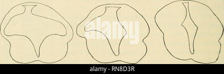 . Anatomischer Anzeiger. Anatomie, Vergleichende; Anatomie, Vergleichende. 206 Abb., 2 b Balatonfüred 6 Schnitte von 15/II mehr kaudal, Abb. 2 c wieder 7 Schnitte weiter Kaudalwärts und geht durch eine Ganglionäre eine Schwellung. Infolge der Krümmung der Längsachse des Embryo durch-laufen sterben Schnitte das Rückenmark in etwas schräger Richtung, wo-durch die Asymmetrie besonders in Abb. 2b erklärt wird.. Abb. 2a. Abb. 2b. Abb. 2c. Abb. 2a zeigt die ventrale Zone stark angeschwollen, die Bodenplatte ist schmal, der Sulcus medianus anterior eben angedeutet. Auch die dorsale Zone ist schon etwas verdickt, un Stockfoto
