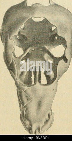 . Anatomischer Anzeiger. Anatomie, Vergleichende; Anatomie, Vergleichende. 78 Nachdruck verboten. Ein neues Schädelniodell. Von E. GrAUPP. Mit 2 Abbildungen. Der Bitte des Herrn Friedrich Ziegler, in das von ihm Ihr-gestellte Modell des Schädels eines Echidna-Beuteljungen mit wenigen Worten aufmerksam zu machen, komme ich gern nach. Das Original des Modelles ist von mir / der Platten-Modellier-Methode angefertigt und in meiner Arbeit über den Echidna-Schädel^) genau beschrieben; es stellt den Schädel eines unlängst geborenen Beuteljungen von Echidna. '?' W^II"^^. Bitte beachten Sie, dass diese Bilder ar Stockfoto