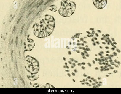 . Anatomischer Anzeiger. Anatomie, Vergleichende; Anatomie, Vergleichende. 193 aussehen; sie sind^/.2-/^nm so lang wie die Zelle und ordnen sich so ein, dass sie zu dem Pol konvergieren, welcher vom Kern abgewandt ist. Die Stäbchen befinden sich mit den meisten Farbstoffen färben nicht oder doch nur äußerst blaß, sind daher nicht bei jeder Methode deutlich. Nachdem die Aufmerksamkeit Lichtblick in this Zellen gerichtet war, sah ich sie häufig im Gefäßsystem verschiedener Fische, Glatze eine of this, Glatze eine jener Stelle; mit größter Regelmäßigkeit pflegen Sie in der Höhle Kiemengefäßen oljwohl aufzutreten, sie auch da o Stockfoto