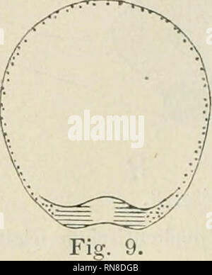 . Anatomischer Anzeiger. Anatomie, Vergleichende; Anatomie, Vergleichende. 46 besondere Bildungszentren für Nervenrohr, Chorda, Darmrohr, Mesoderm. "In jüngeren Stadien liegen (auch bei Selachiern) sterben Zellen 'der Wachs-tumszone mehr in der Fläche ausgebreitet, und der von ihnen gebildete, vordere Körperabschnitt ist, der kürzeren Entwickelungszeit ent-sprechend, welche seit der Gastrulation verflossen ist, von geringerer Länge." "chorda ist Sterben in ihrer ersten Anlage zurückzuführen auf Zellen, welche am Rande des Urraundes Novalja Sindh und dann... in der Medianlinie zur Vereinigung kommen.& Stockfoto