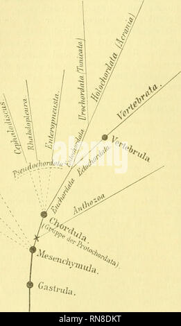 . Anatomischer Anzeiger. Anatomie, Vergleichende; Anatomie, Vergleichende. 78 Das Ergebnis meioer Betrachtungen fasse ich nun ganz kurz folgenderniaßen zusammen: Als Urahnen der Protochordaten (Chordulae) Sindh actinienähnUche Formen anzusehen, d. h. solche Primär-dreiblätterige Organismen, in deren Organizationsplan gewisse progressive Merkmale auftraten: der Schlund (Storaodäum) und die bilaterale Symmetrie. Ein intensives Aus-Wachsen des Körpers in die Länge in Rich-tung des Mundschlitzes, und zwar nur eine 1963 Ende der Schlundspalte, Krieg der erste Schritt zur weiteren Formgestaltung (darauf Stockfoto