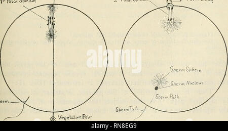 . Anatomischer Anzeiger. Anatomie, Vergleichende; Anatomie, Vergleichende. 283 Schließlich, bevor die Union der Keim Kerne das Ei centrosonae wächst undeutlich und blendet in die Substanz des umgebenden Sphäre. Sphären. Um jedes Zentrosom in den frühen Prophase der ersten Reifung ist ein schwach Färbung Sphäre, die couche Cor-ticale von Van Beneden. Dieser wächst mit dem Wachstum der mitotischen Abbildung bis in der metaphase wird es eine sehr große Aster, die sich in der anaphase wird wieder mehr regelmäßig sphärisch. Es besteht aus einem tief Färbung Substanz, identisch mit der interfilar s Stockfoto